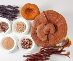 Nấm linh chi nhập khẩu Hàn Quốc